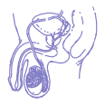 Andrology