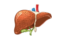 Alcoholic Liver icon