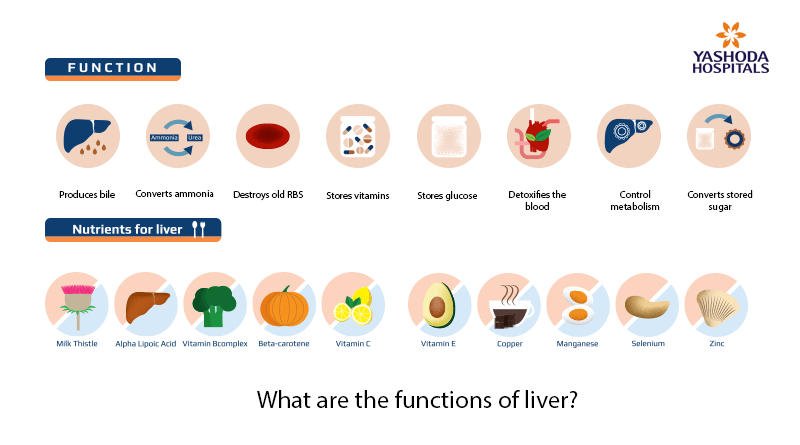 What are the functions of liver