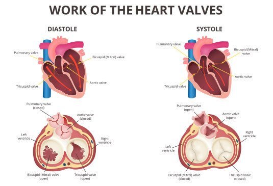Heart Valve Surgery Cost in Hyderabad, India