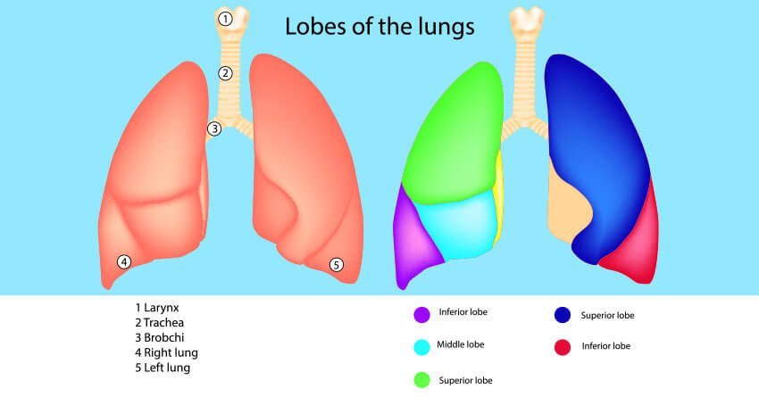 Lungs and its Lobes