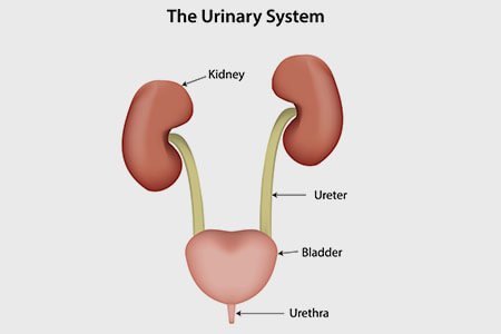 Urinary Tract infection (UTI): Types, Symptoms, Diagnosis, Treatments,  Complications